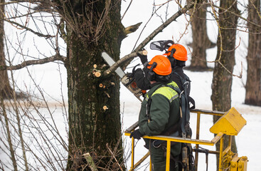 Spring pruning. Workers sawed off tree branches in the park - obrazy, fototapety, plakaty