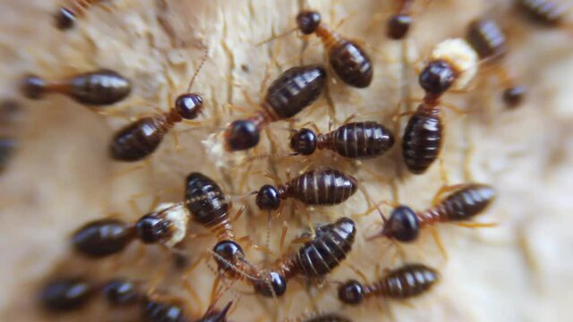 Many termites are moving their nests