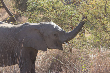 African Elephant, Pilansberg National Park, South Africa