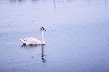 Beautiful swan birds float on the water of the lake.
