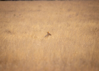 Black backed Jackal,  Mokala National Park, Kimberley, South Africa
