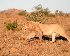 Lion, Pilansberg National Park, South Africa