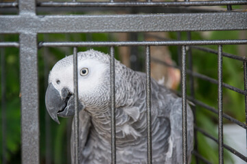 Caged wild animal, African gray parrot head and eyes close-up , animal wildlife, pets, domestic parrot