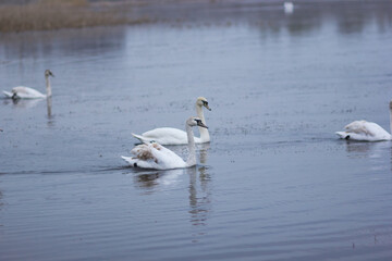 Beautiful swan birds float on the reflective water of the lake.
