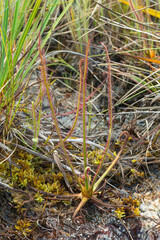 A single plant of Drosera spiralis in natural habitat close to Diamantina in Minas Gerais, Brazil