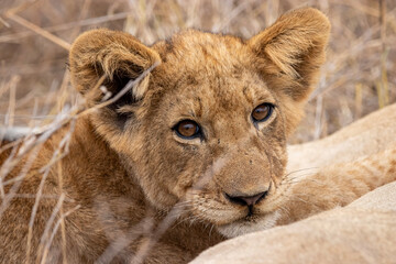 Lion Cub, Kruger National Park, South Africa
