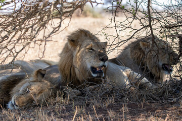 Lion, Kruger National Park, South Africa
