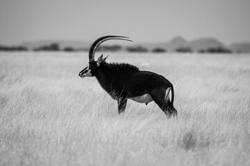 Sable antelope bull, Mokala National Park, Kimberley, South Africa
