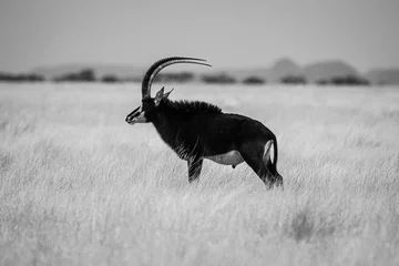 Fotobehang Sabelantilope stier, Mokala National Park, Kimberley, Zuid-Afrika © Ruan