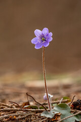 flower on the ground