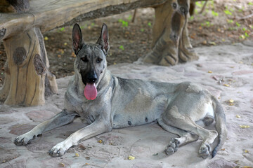 Pet dog resting on sand