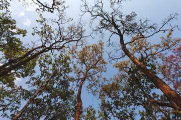 Summer Trees with Falling Leaves Beautiful Pattern Sky Background