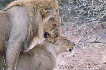 Lions mating,  Pilansberg National Park