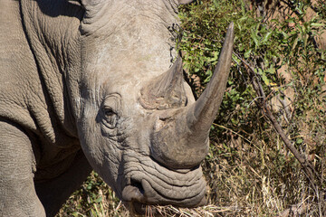 Obraz premium Rhino, Pilansberg National Park, South Africa