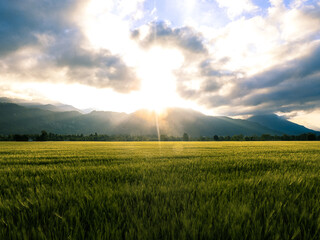 field of wheat and sunset