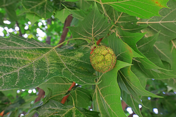 The fruit of Platanus acerifolia is on the branch