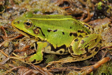 Pool frog (Pelophylax lessonae) in natural habitat 