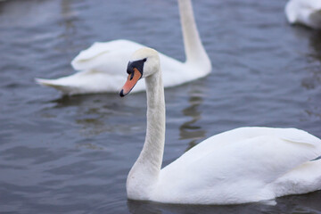 Fototapeta premium Beautiful swan birds float on the reflective water of the lake. 