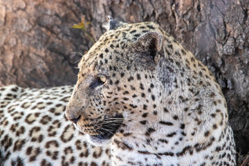 Male Leopard, Kruger National Park, South Africa