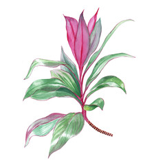 Tropical plant botanical illustration. Hawaiian Cordyline watercolor drawing