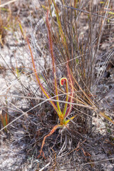 Close up of Drosera spiralis showing the linear leaves taken in natural habitat close to Itacambira in Minas Gerais, Brazil