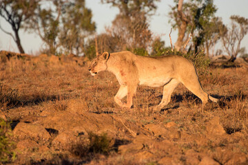 Obraz na płótnie Canvas Lion, Pilansberg National Park
