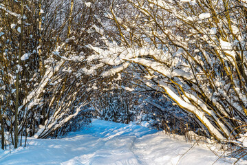 A snowy road that goes into a tunnel of trees bent under the snow .