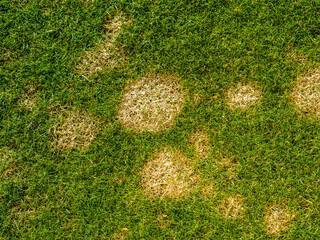 how to get rid of lawn disease?   Image shows fusarium patch – Microdochium nivale known as snow...
