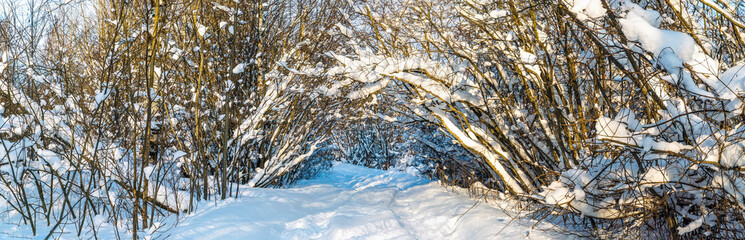 A snowy road that goes into a tunnel of trees bent under the snow . Leningrad region.