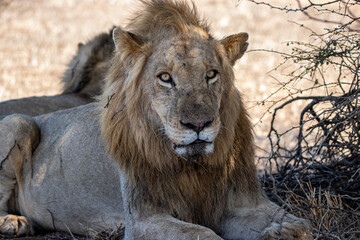 Lion, Kruger National Park, South Africa