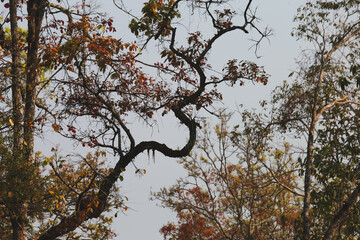 Summer Trees with Falling Leaves Beautiful Pattern Sky Background