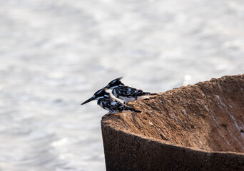 Pied Kingfisher, Kruger National Park, South Africa