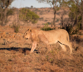 Lion, Pilansberg National Park