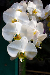 Fototapeta na wymiar exotic flowers of the orchid moon (Phalaenopsis amabilis) bloom. also called puspa pesona, anggrek bulan