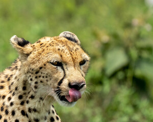 Cheetah (Acinonyx jubatus) in Southern Serengeti, Tanzania, one of the best places to observe the fastest land animal.
