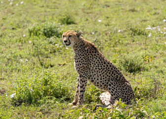 Cheetah (Acinonyx jubatus) in Southern Serengeti, Tanzania, one of the best places to observe the fastest land animal.