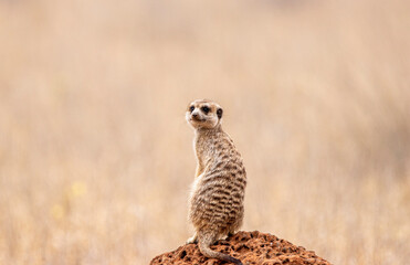 Meerkat on guard, Mokala National Park, Kimberley, South Africa