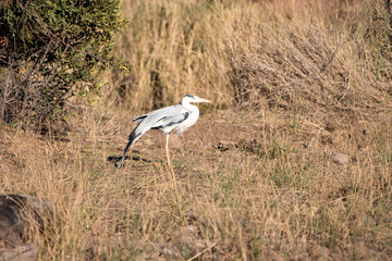 Obraz na płótnie Canvas Grey heron, Pilansberg National Park