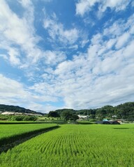 field and blue sky