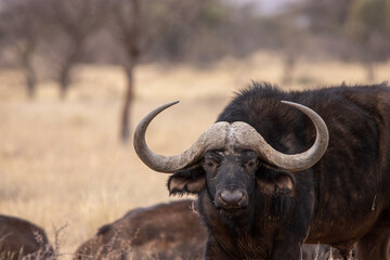 Cape Buffalo, Mokala National Park, Kimberley, South Africa