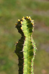 Flowering Candelabra Spurge (Euphorbia pseudocactus) with a faded green Dutch garden in the background. Succulent euphorbia family (Euphorbiacea). February, Netherland