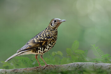 White's thrush (Zoothera aurea) mysterious bird mixed of white brown and black feathers perching on tree root among weed and green background