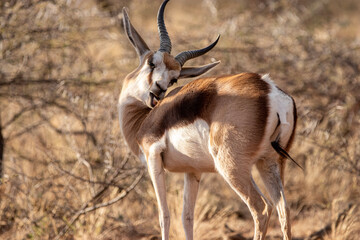 Springbok,  Mokala National Park, Kimberley, South Africa