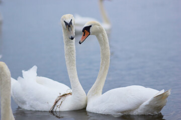 Fototapeta premium Beautiful swan birds float on the reflective water of the lake. 