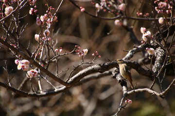 梅の木と野鳥