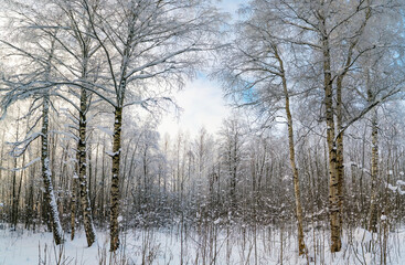 Birch trees in a forest clearing in the snow in winter.