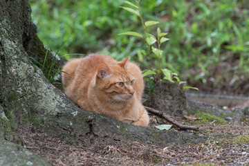 くつろぐ猫　茶トラ猫