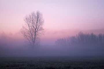 Obraz na płótnie Canvas Trees in the misty morning at sunrise