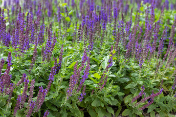 sage flowers for use in medicine and cooking