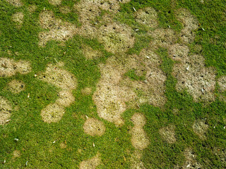 Microdochium nivale on golf course, fusarium, winter fusarium, fusarium patch, gerlachia patch, Fusarium nivale